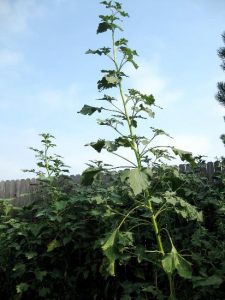 A Mutant Grows in Kansas Image
